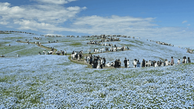 Tokyo: Hitachi Seaside Park & Aquaworld Oarai Aquarium Tour - FAQ