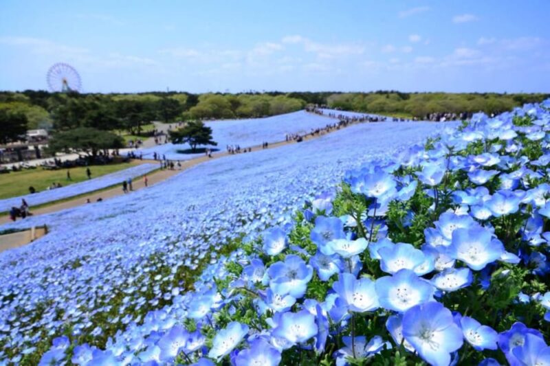 Tokyo: Ibaraki Shrine, Seafood Market & Flower Sea Day Tour - Itinerary Highlights