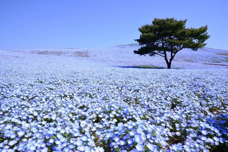 Tokyo: Ibaraki Shrine, Seafood Market & Flower Sea Day Tour - Hitachi Seaside Park