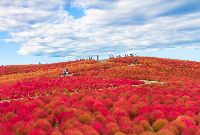Tokyo: Ibaraki Shrine, Seafood Market & Flower Sea Day Tour - Admission and Costs