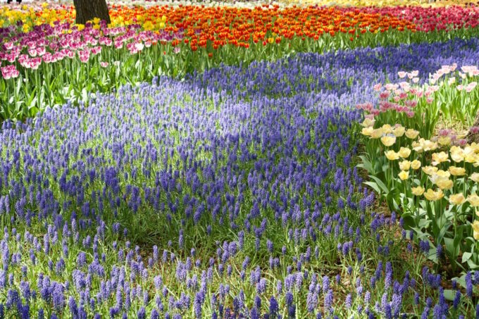 Tokyo: Ibaraki Shrine, Seafood Market & Flower Sea Day Tour - Frequently Asked Questions
