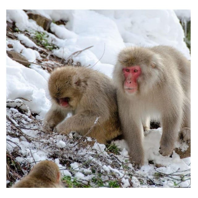 Tokyo: Instagramable Snow Monkey & Nagano Private Day Tour - Itinerary Highlights