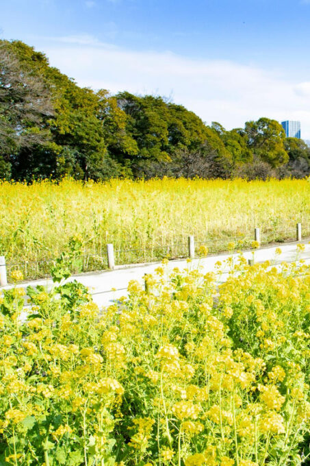 Tokyo: Japanese Garden and Surroundings Guided Walking Tour - Exploring Hibiya Shrine