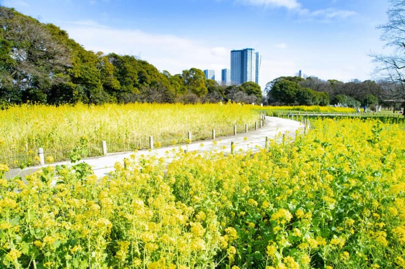Tokyo: Japanese Garden and Surroundings Guided Walking Tour - Practical Information and Recommendations