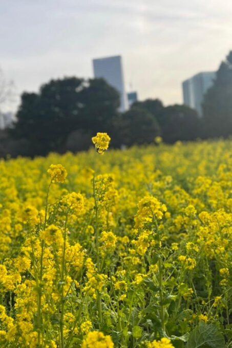 Tokyo: Japanese Garden Walking Tour With Tea and Sweets - Starting and Ending Locations