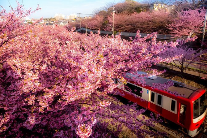 Tokyo Kawazu Sakura Festival With Scenic Train and Pick up - Hotel Pickup and Drop-off Arrangements