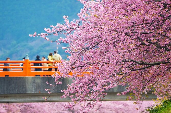 Tokyo Kawazu Sakura Festival With Scenic Train and Pick up - Guide Services and Inclusions