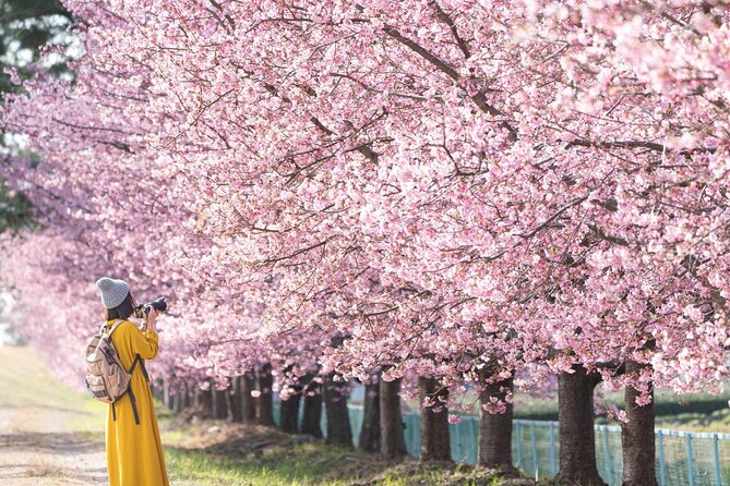 Tokyo Kawazu Sakura Festival With Scenic Train and Pick up - Accessibility and Infant Seating