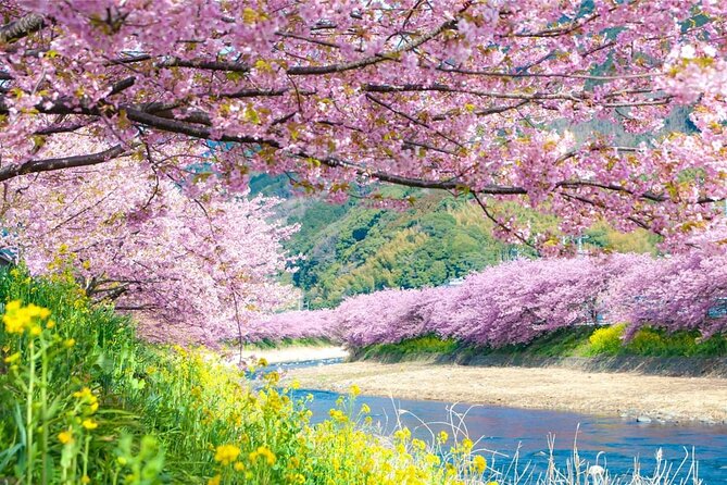 Tokyo Kawazu Sakura Festival With Scenic Train and Pick up - Booking and Cancellation Policy