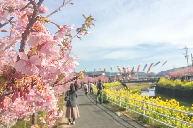Tokyo Kawazu Sakura Festival With Scenic Train and Pick up - Price and Lowest Price Guarantee