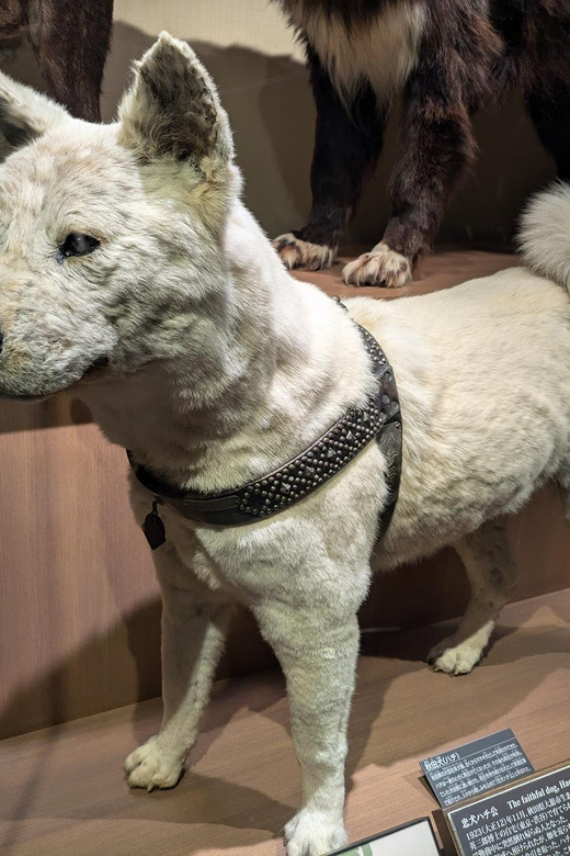 Tokyo: Loyal Dog Hachiko Tour Following in His Footsteps - Shopping at Hachikos Store