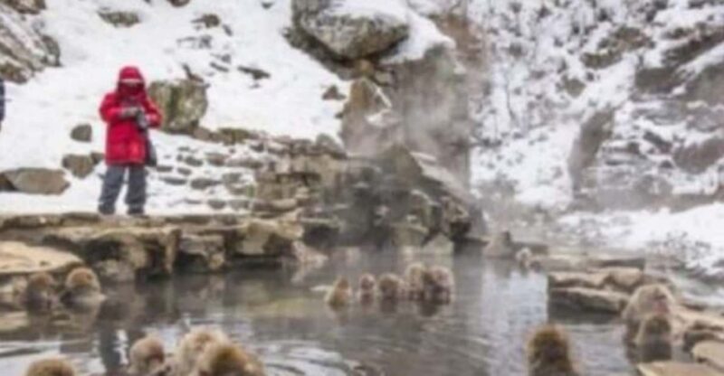Tokyo: Luxury Snow Monkey Park Private Tour In Land Cruiser - Obuse Town Sightseeing