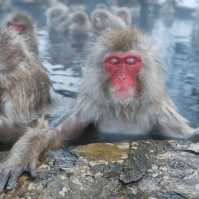 Tokyo: Luxury Snow Monkey Park Private Tour In Land Cruiser - Shibu Onsen Highlights