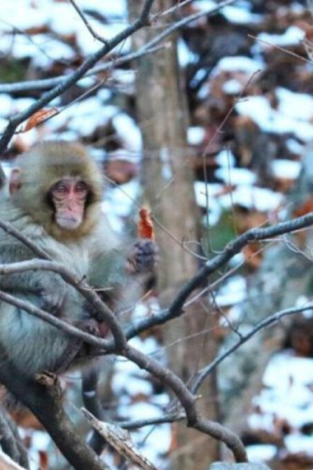 Tokyo: Luxury Snow Monkey Park Private Tour In Land Cruiser - Optional Yamanochi Excursion