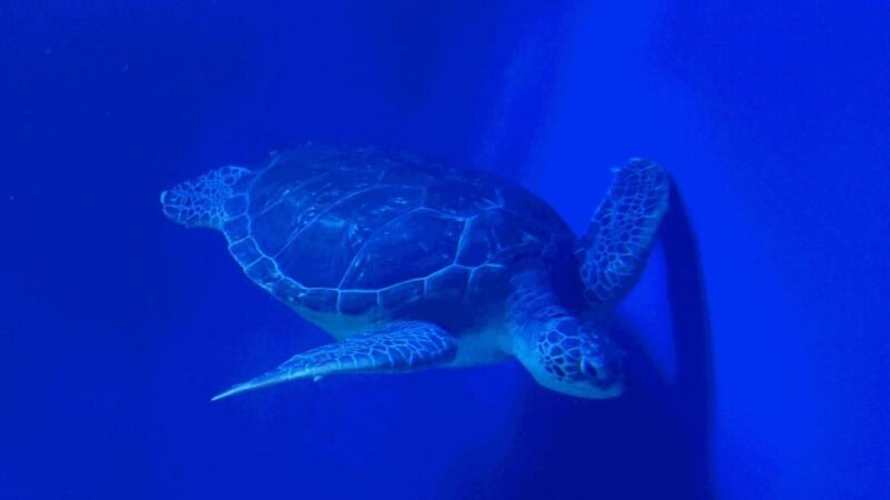 Tokyo: Maxell Aqua Park Shinagawa Entry Ticket - Journey Into Ocean Wonders