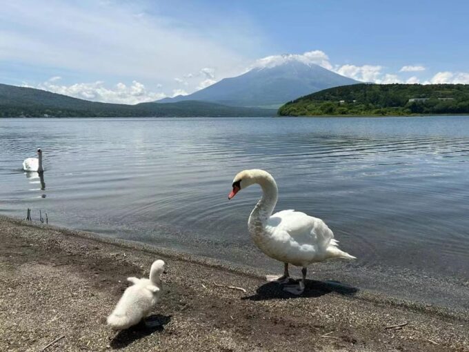 Tokyo: Mount Fuji Views & KABA Amphibious Bus Day Tour (OPT) - Visiting Hiranohama