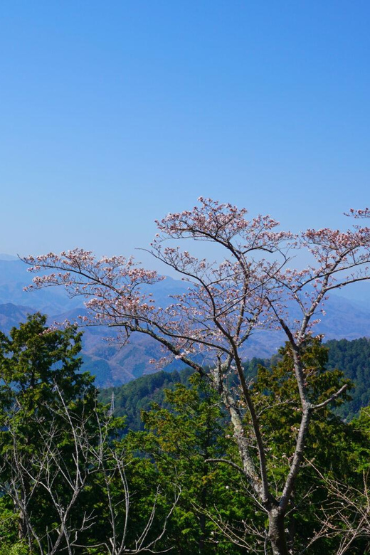 Tokyo: Mount Takao Guided Hiking Tour - Preparation and Guidelines