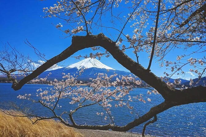 Tokyo: Mt. Fuji and Lake Kawaguchi 1-Day Luxury Bus Tour - Important Information