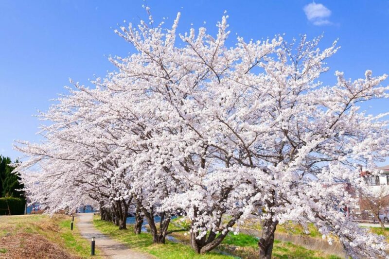 Tokyo: Mt Fuji, Arakura Sengen Park, Oshino Hakkai Bus Tour - Scenic Views and Seasonal Beauty