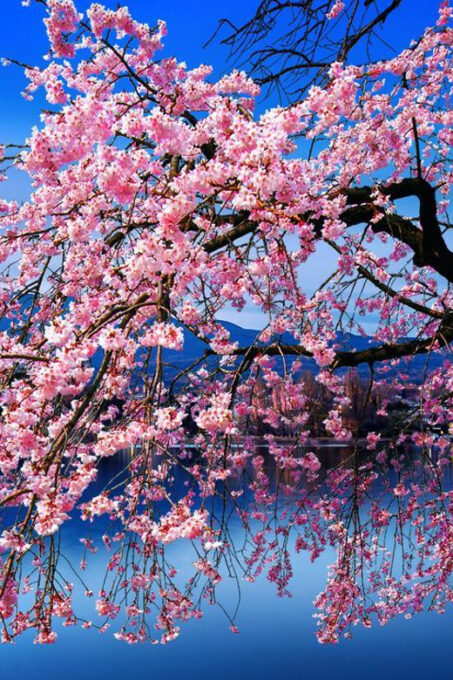 Tokyo: Mt Fuji & Hakone Private Day Trip With English Driver - Suitability and Accessibility Considerations