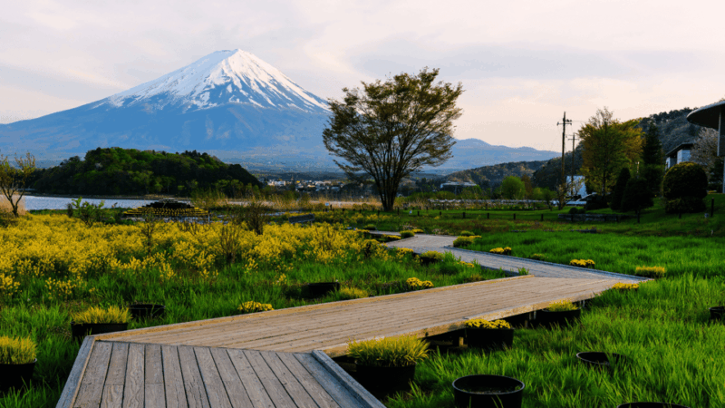 Tokyo: Mt. Fuji Hidden Gems and Aokigahara Forest Tour - Attractions and Activities