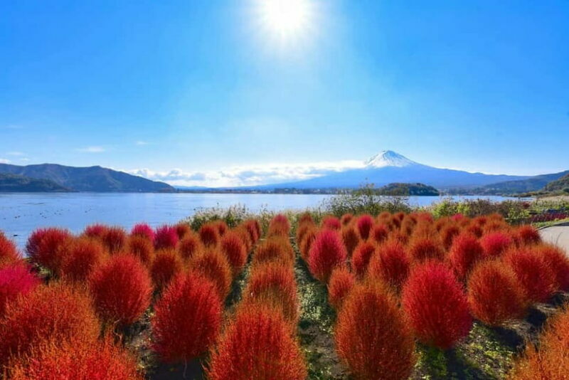 Tokyo: Mt. Fuji, LakeKawaguchiko, Pagoda, & Oishi Park Tour - Frequently Asked Questions