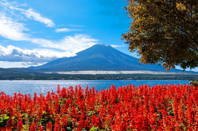 Tokyo: Mt. Fuji, Oshino Hakkai, Kawaguchi Lake 1-Day Trip - Booking and Payment Details
