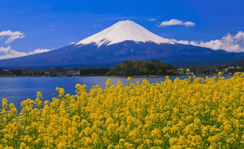 Tokyo: Mt. Fuji Private Day Trip With Hotel Pickup - Arakurayama Sengen Park