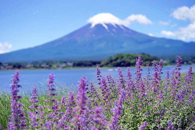Tokyo: Mt Fuji Trip With Kawaguchiko Ropeway and Matcha Tea - Drop-off Locations