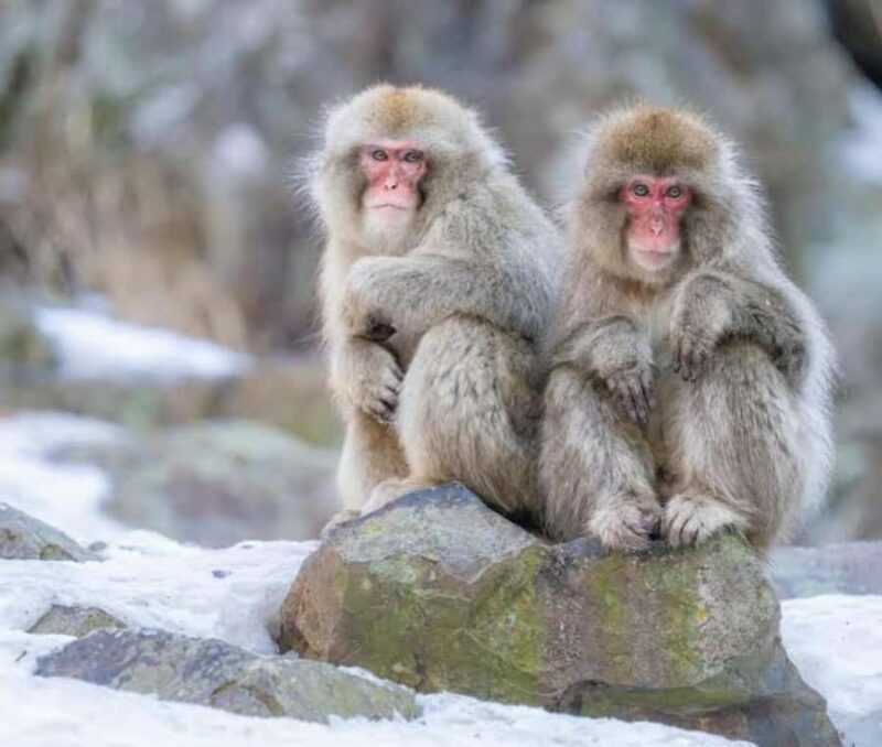 Tokyo: Nagano Private Tour with Igloo Village & snow Monkeys - Key Points
