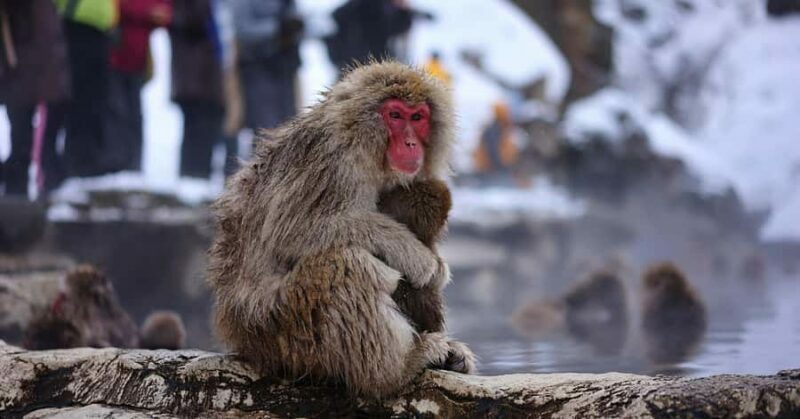 Tokyo: Nagano Snow Monkey and Zenkoji Temple Private Tour - Key Points