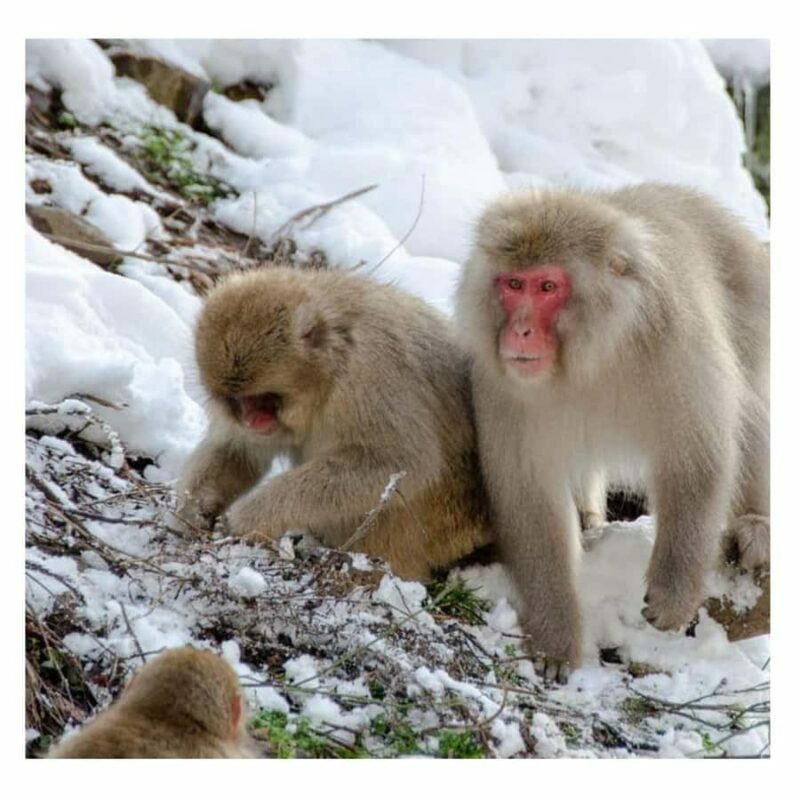 Tokyo: Nagano Snow Monkey and Zenkoji Temple Private Tour - An In-Depth Look at the Tour Experience