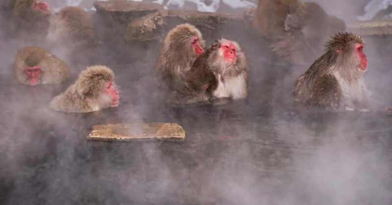 Tokyo: Nagano Snow Monkey and Zenkoji Temple Private Tour - FAQ