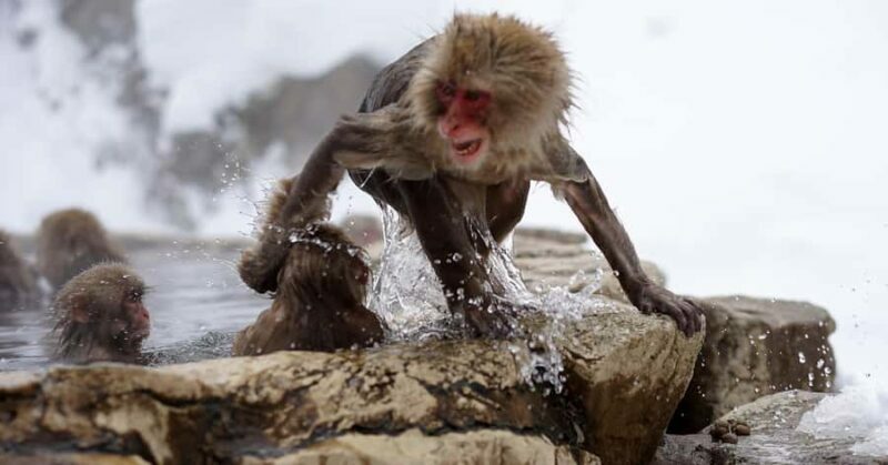 Tokyo: Nagano Snow Monkey and Zenkoji Temple Private Tour - Final Thoughts