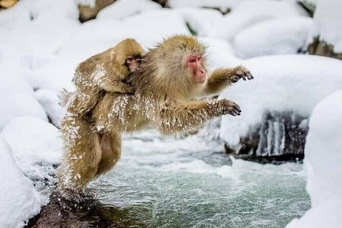 Tokyo Nagano Snow Monkey Park and Zenkoji Temple With Guide - Key Points