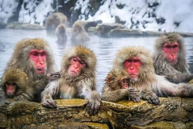 Tokyo Nagano Snow Monkey Park and Zenkoji Temple With Guide - Itinerary