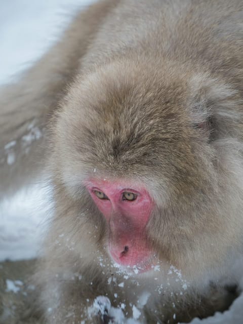 Tokyo: Nagano, Snow Monkeys and Zenko-ji Temple Private Tour - Key Points