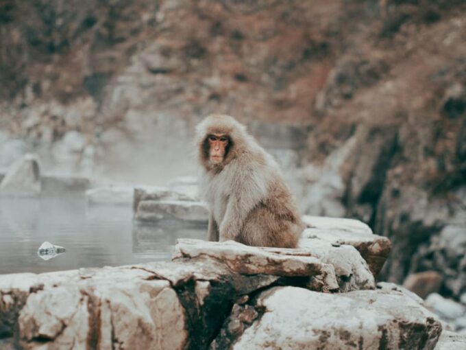 Tokyo: Nagano, Snow Monkeys and Zenko-ji Temple Private Tour - Jigokudani Monkey Park