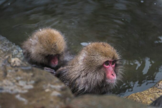 Tokyo: Nagano, Snow Monkeys and Zenko-ji Temple Private Tour - Zenko-ji Temple