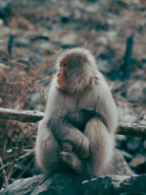 Tokyo: Nagano, Snow Monkeys and Zenko-ji Temple Private Tour - FAQ