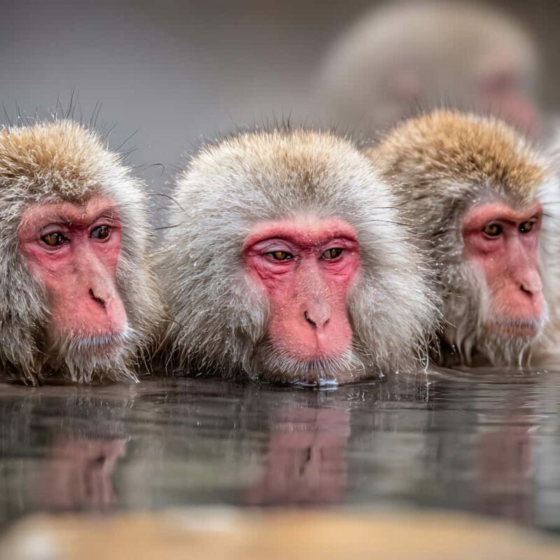 Tokyo / Nagano: Snow Monkeys Private Tour Hotel Pick & Drop - Key Points