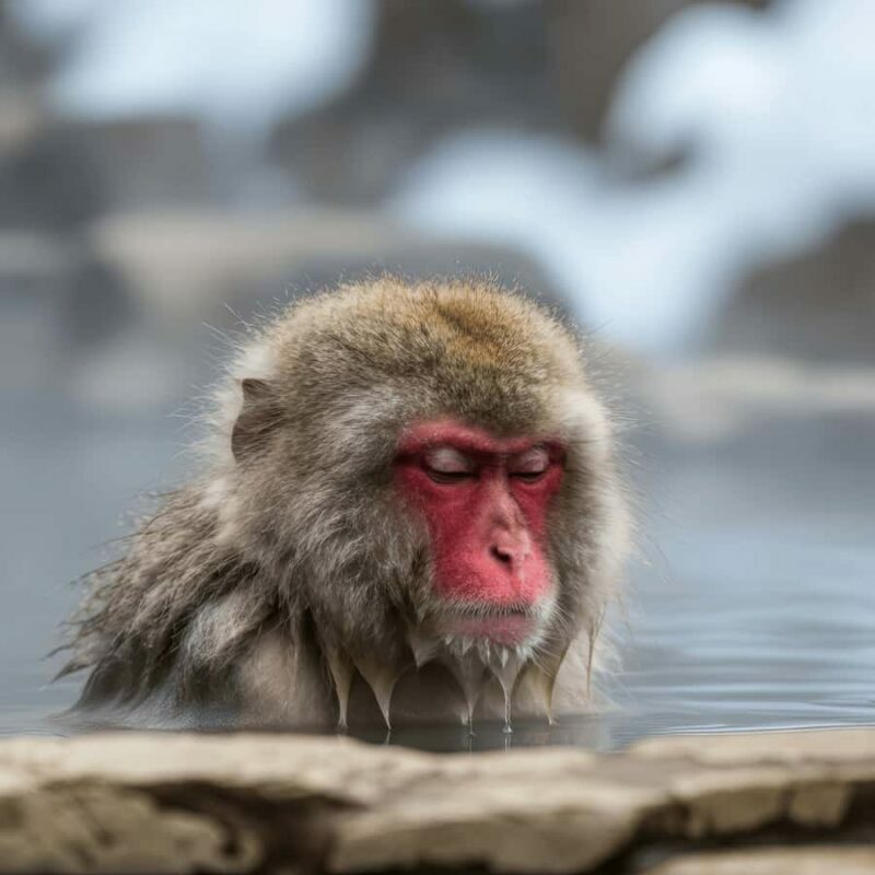 Tokyo / Nagano: Snow Monkeys Private Tour Hotel Pick & Drop - A Deep Dive into the Experience