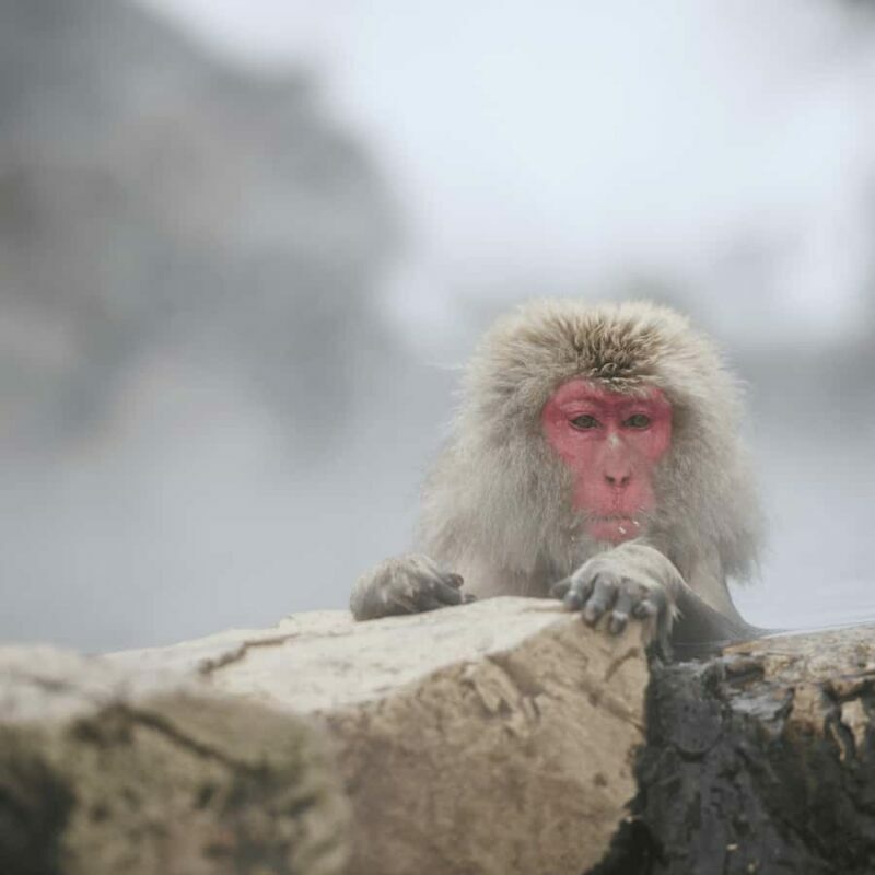 Tokyo / Nagano: Snow Monkeys Private Tour Hotel Pick & Drop - Frequently Asked Questions