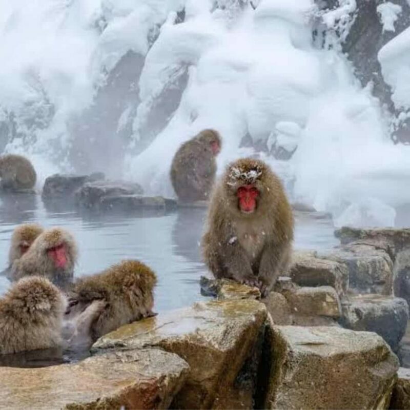 Tokyo / Nagano: Snow Monkeys Private Tour Hotel Pick & Drop - Final Thoughts