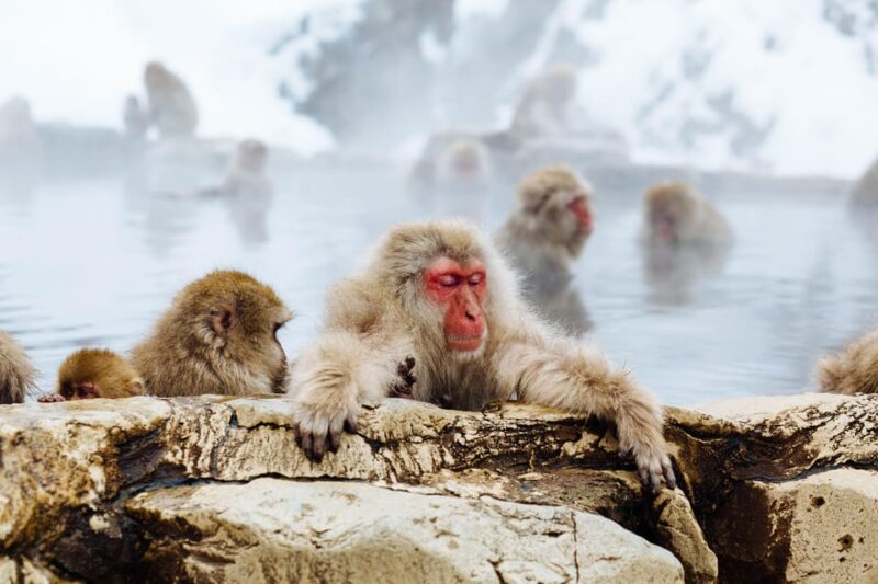 Tokyo: Nagano Tour With Snow Monkey Park & Zenko-Ji Temple - Whats Included