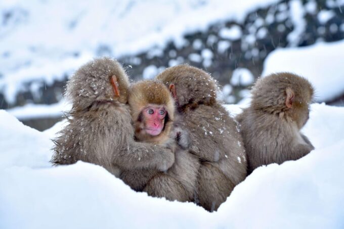 Tokyo: Nagano Tour With Snow Monkey Park & Zenko-Ji Temple - Exploring the Snow Monkey Park