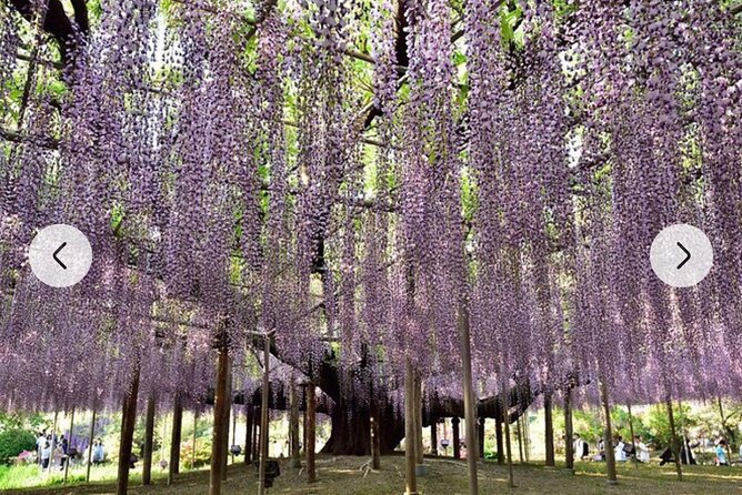 Tokyo Private Day Tour by Car With English Speaking Driver Guide - Booking Confirmation