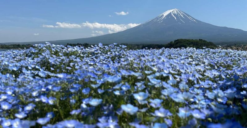 Tokyo: Private Hakone and Mt. Fuji Tour With Guide - Key Points