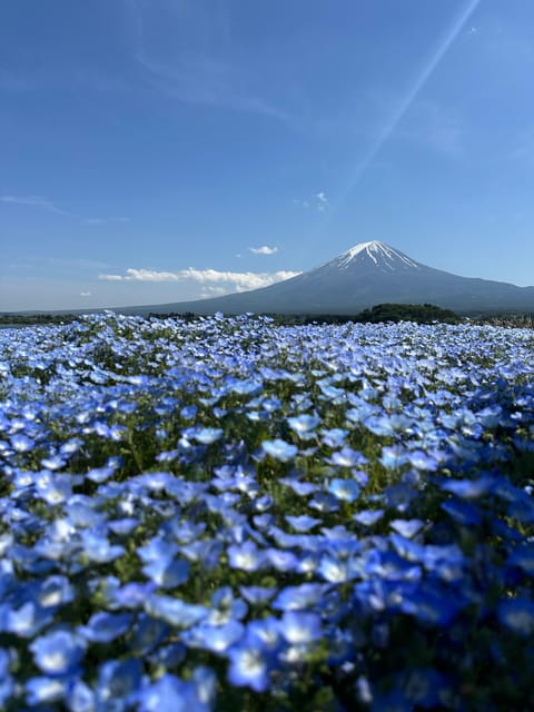Tokyo: Private Hakone and Mt. Fuji Tour With Guide - Private Transportation