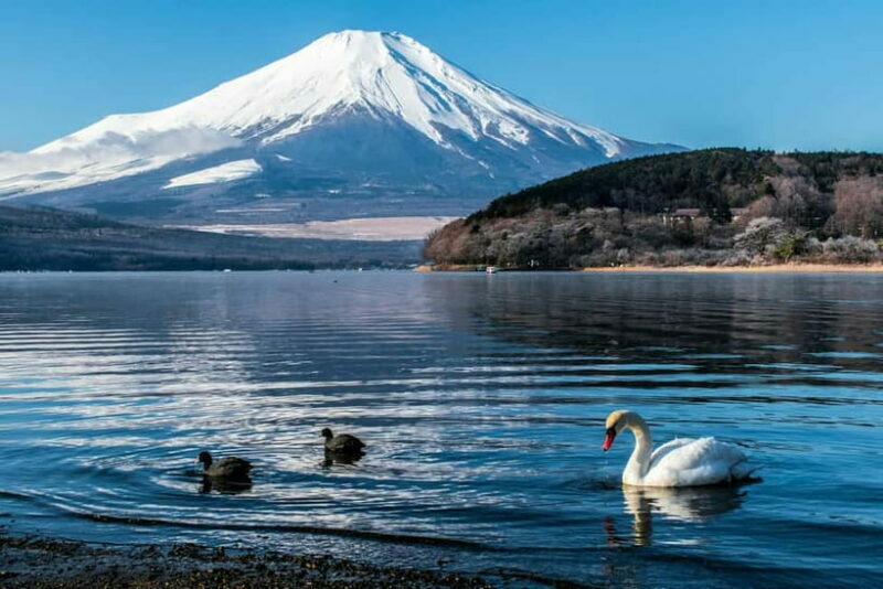 Tokyo : Private Luxury Tour To Mt Fuji With English Speaker - What the Reviews Say